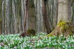 snow drops blooming in a forest at the end of winter
